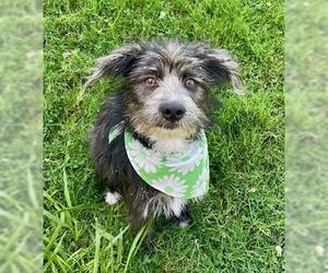 Rat Terrier-Unknown Mix Dogs for adoption in Tulsa, OK, USA
