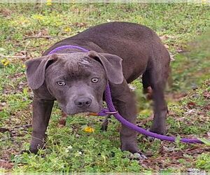American Pit Bull Terrier-Labrador Retriever Mix Dogs for adoption in Wetumpka, AL, USA