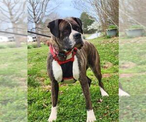 Boxer Dogs for adoption in Huddleston, VA, USA
