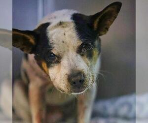 Chihuahua-Unknown Mix Dogs for adoption in San Antonio, TX, USA