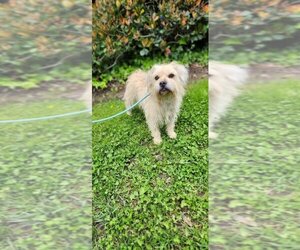 Cairn Terrier-Wheaten Terrier Mix Dogs for adoption in Newport Beach, CA, USA