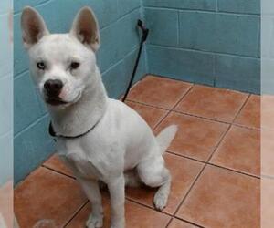 Siberian Husky Dogs for adoption in Downey, CA, USA