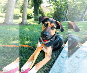 German Shepherd Dog-Unknown Mix Dogs for adoption in Monterey, VA, USA