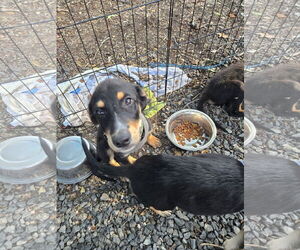 German Shepherd Dog-Unknown Mix Dogs for adoption in Albemarle, NC, USA