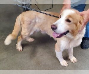 Golden Pyrenees Dogs for adoption in Fairfield, IL, USA