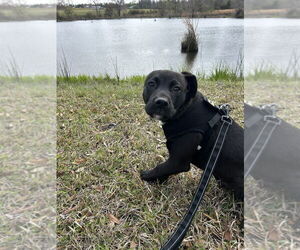 Bulldog-Labrador Retriever Mix Dogs for adoption in Tarrytown, GA, USA