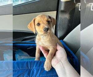 Chihuahua-Unknown Mix Dogs for adoption in Raleigh, NC, USA