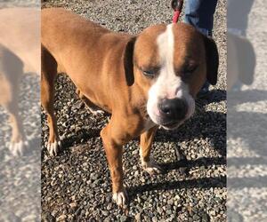 Boxer-Unknown Mix Dogs for adoption in Point Pleasant, PA, USA