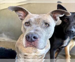 American Pit Bull Terrier Dogs for adoption in San Bernardino, CA, USA