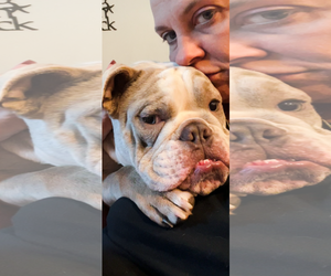 Bulldog Dogs for adoption in Dumont, NJ, USA