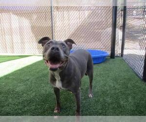 American Pit Bull Terrier Dogs for adoption in Norco, CA, USA