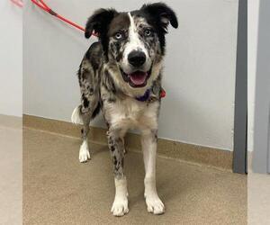 Mutt Dogs for adoption in Aurora, CO, USA