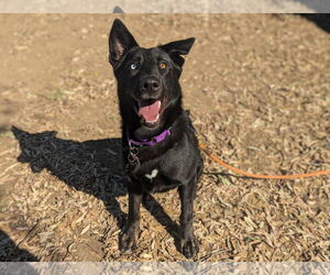 Mutt Dogs for adoption in San Diego, CA, USA