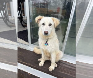 Great Pyrenees-Retriever  Mix Dogs for adoption in Coldwater, MI, USA