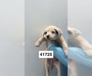 Mutt Dogs for adoption in Chico, CA, USA