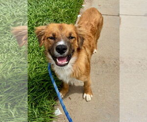 Australian Retriever Dogs for adoption in Newport Beach, CA, USA