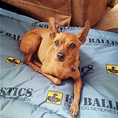 Miniature Pinscher Dogs for adoption in The Woodlands, TX, USA