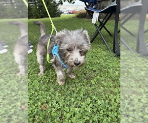 Miniature Schnauzer-Unknown Mix Dogs for adoption in Mukwonago, WI, USA