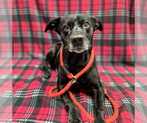 Labrador Retriever-Unknown Mix Dogs for adoption in Long Beach, CA, USA