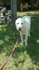 Great Pyrenees Dogs for adoption in San Antonio, TX, USA