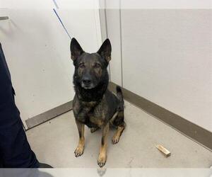 German Shepherd Dog Dogs for adoption in McKinleyville, CA, USA