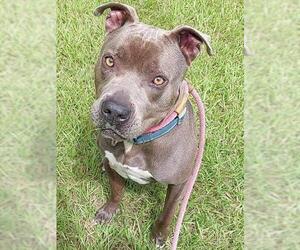 American Staffordshire Terrier Dogs for adoption in Fort Lauderdale, FL, USA