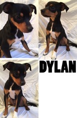 Doxle Dogs for adoption in DALLAS, TX, USA