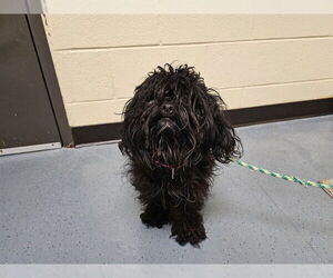 Poodle (Miniature) Dogs for adoption in Denver, CO, USA