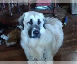 Great Pyrenees-Mastiff Mix Dogs for adoption in Scottsboro, AL, USA