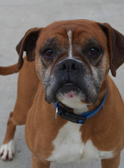 Boxer Dogs for adoption in Ashland, KY, USA