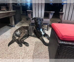 Holland Shepherd-Unknown Mix Dogs for adoption in Imlay City, MI, USA