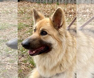 German Shepherd Dog Dogs for adoption in Lincoln, NE, USA