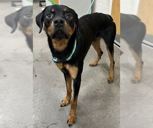 Rottweiler Dogs for adoption in Forestville, MD, USA