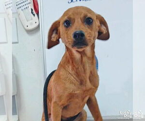 Chihuahua-Unknown Mix Dogs for adoption in Washington, DC, USA