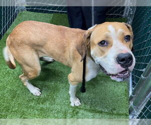 Dogo Argentino Dogs for adoption in Downey, CA, USA