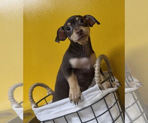 Medium Photo #2 Chihuahua-Unknown Mix Puppy For Sale in Munford, TN, USA