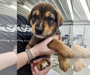 Huskies -Unknown Mix Dogs for adoption in Princeton, MN, USA
