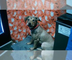 Black Mouth Cur-Unknown Mix Dogs for adoption in Tulsa, OK, USA