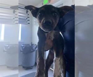 German Shepherd Dog Dogs for adoption in Bakersfield, CA, USA