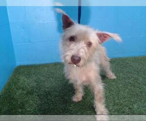 Cairn Terrier Dogs for adoption in Orlando, FL, USA