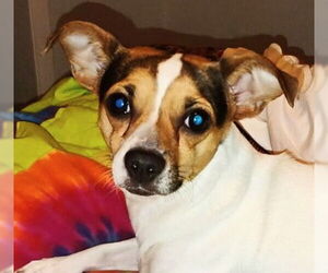 Jack Chi Dogs for adoption in Oakland Park, FL, USA