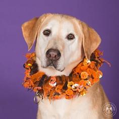 Labrador Retriever-Unknown Mix Dogs for adoption in Northbrook, IL, USA