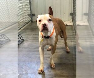 American Pit Bull Terrier Dogs for adoption in Flora, IL, USA