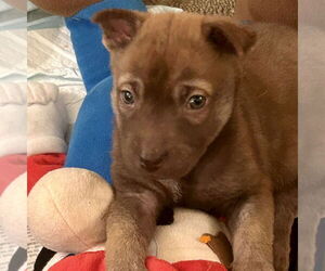 Mutt Dogs for adoption in San Juan Capistrano, CA, USA