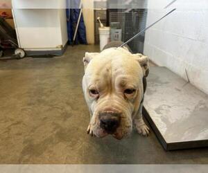 Mutt Dogs for adoption in Corona, CA, USA