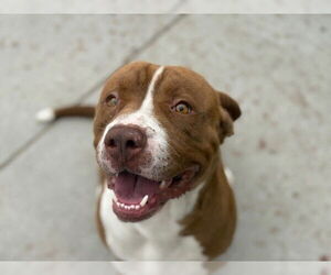 American Pit Bull Terrier-Basset Hound Mix Dogs for adoption in Tulsa, OK, USA