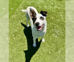 Mutt Dogs for adoption in Salinas, CA, USA