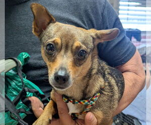 Chihuahua Dogs for adoption in Oakland Park, FL, USA