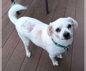 Pug-Unknown Mix Dogs for adoption in Boonton, NJ, USA