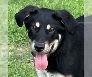 Great Pyrenees-Unknown Mix Dogs for adoption in Canton, CT, USA